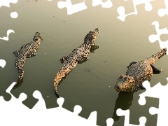 Krokodyle, Woda, Trzy