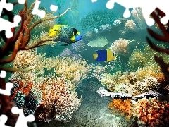 Koralowa, Ocean, Rafa