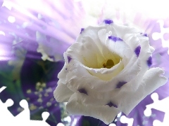 Kwiat, Biały