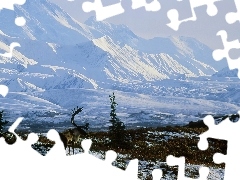 Zima, Góry, Renifer, Alaska, Ośnieżone