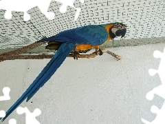 Ara błękitna, Papuga
