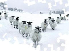 Owce, Śnieg