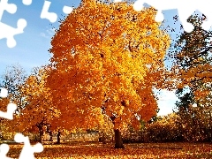 Opadłe, Jesień, Żółte, Listowie, Drzewa