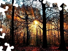 Las, Jesień, Promienie Słońca