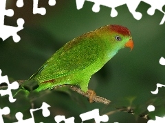 Gałąź, Papuga