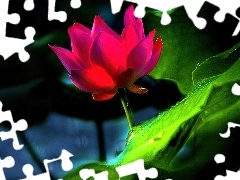 Kwiat, Lotus, Różowy