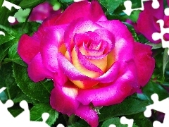 Purpurowa, Róża, Kwiat
