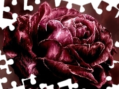 Róża, Obraz