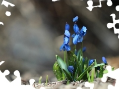 Wiosna, Kwiaty, Cebulice Syberyjskie, Niebieskie