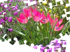Miniaturowe, Rabatka, Tulipany