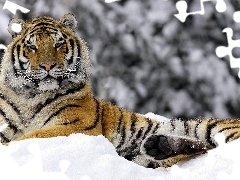 Zima, Tygrys