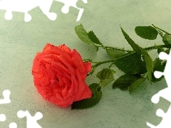 Kolce, Róża