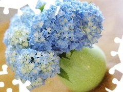 Kwiaty, Hortensji, Niebieskie