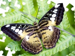 Motyl, Paproć, Piękny