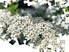 Kwiatuszki, Krzew, Białe