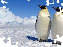 Pingwiny, Dwa, Śnieg, Lód