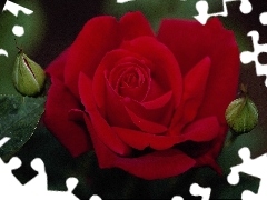 Czerwona, Róża, Aksamitna