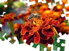 Pszczoła, Aksamitki