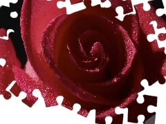 Różą, Zbliżenie, Purpurowa
