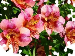 Alstroemeria, Kwiaty