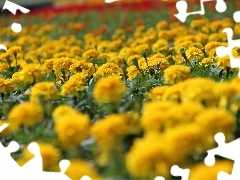 Aksamitki, Turki, Żółte, Kwiaty