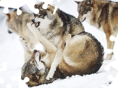 walka, śnieg, wilki