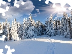 Śniegiem, Pokryte, Promienie Słońca, Drzewa