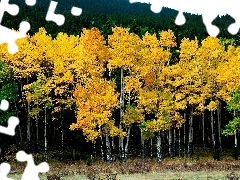 Drzewa, Jesień, Lasy