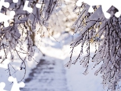 Gałęzie, Zima, Drzewa