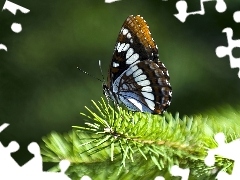 Motyl, Piękny, Zielona, Gałązka