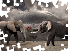 Słonie, Róże, Dwa