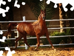 Arab, Ogrodzenie, Koń