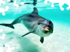 Płetwy, Delfin