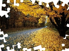 Jesień, Liście, Droga, Drzewa