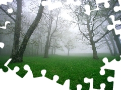 Trawa, Mgła, Drzewa