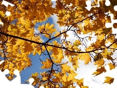 Liście, Żółte, Jesień, Gałąź