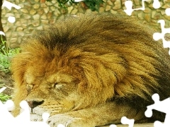 Lew, Śpiący