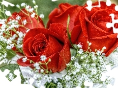 Biała, Róże, Piękne, Gipsówka, Czerwone