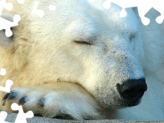 Niedźwiedź, Śpiący