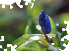 Kwiaty, Niebieskie, Cebulica Syberyjska, Wiosna, Pąki