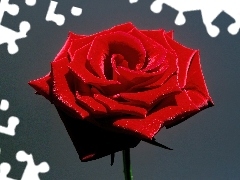 Kwiat, Róży, Piękny