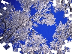 Błękitne, Śniegiem, Drzewo, Niebo, Pokryte