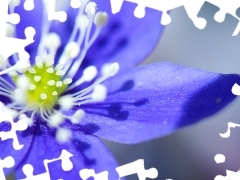 Kwiat, Pręciki, Niebieski