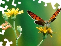 kwiat, gąsienica, Motyl