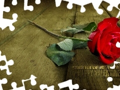 Czerwona, Róża, Walentynki
