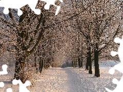 Śnieg, Drzewa, Zima, Park