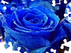 Wody, Krople, Niebieska, Róża