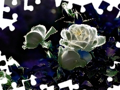 Róże, Fractalius, Białe