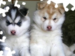 szczeniaki, Siberian Husky, dwa