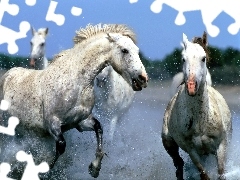 Konie, Woda, Białe